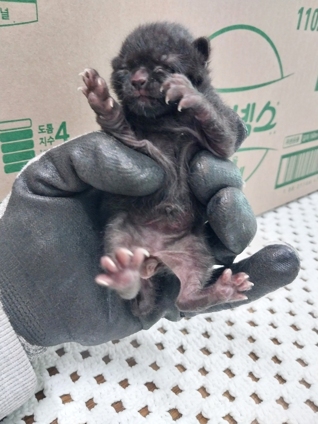 한국 고양이 이미지 파일 입니다.